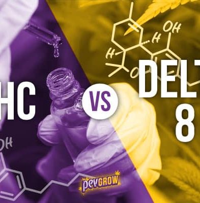 hhc vs delta 8 differences between these two cannabinoids