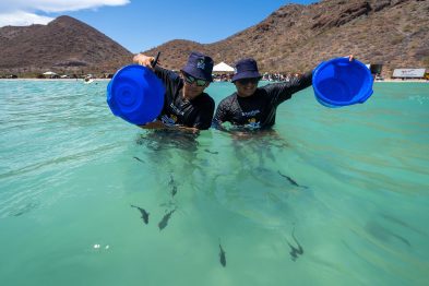 ¡Océanos en recuperación! Santomar transforma la pesca con acuacultura regenerativa y la liberación masiva de totoabas en el Golfo de California 41 Santomar Dia Internacional de la Diversidad Biologica 1