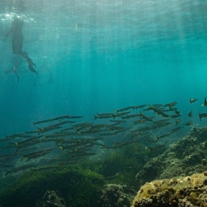 A school of juvenile barracudas above seagrass meadows Formentera Spain credit Manu San Felix