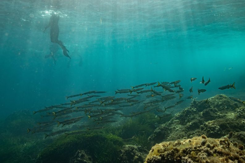A school of juvenile barracudas above seagrass meadows Formentera Spain credit Manu San Felix