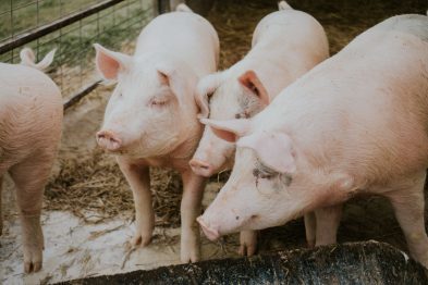 Carne de cerdo: El desafío de México por alcanzar la autosuficiencia alimentaria 32 Porcicultura