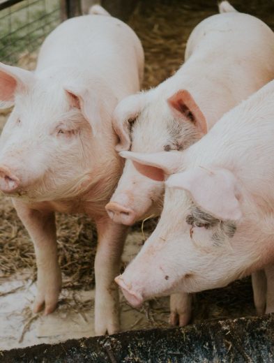 Carne de cerdo: El desafío de México por alcanzar la autosuficiencia alimentaria 41 Porcicultura