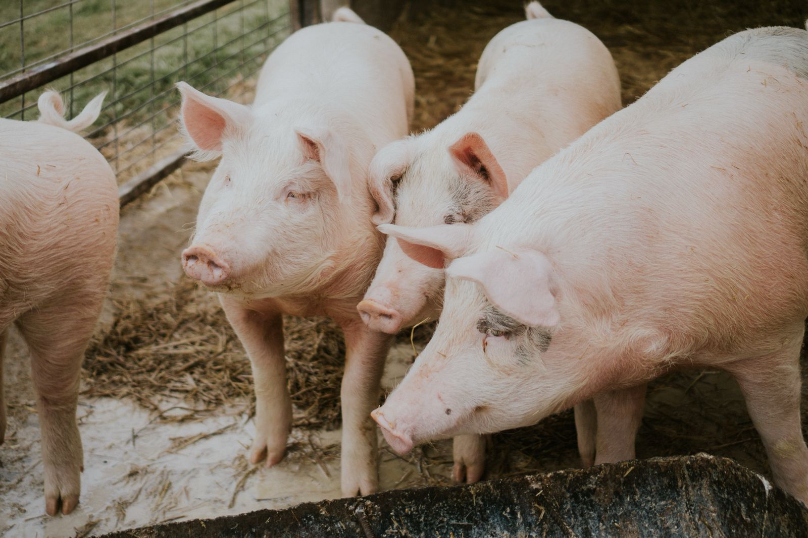 Carne de cerdo: El desafío de México por alcanzar la autosuficiencia alimentaria 31 Porcicultura