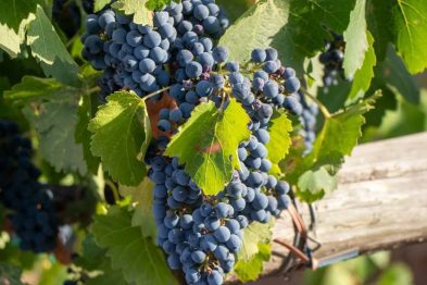 Despiertan los viñedos: El mejor momento para perderte en la magia de Baja California 33 unnamed 1 6