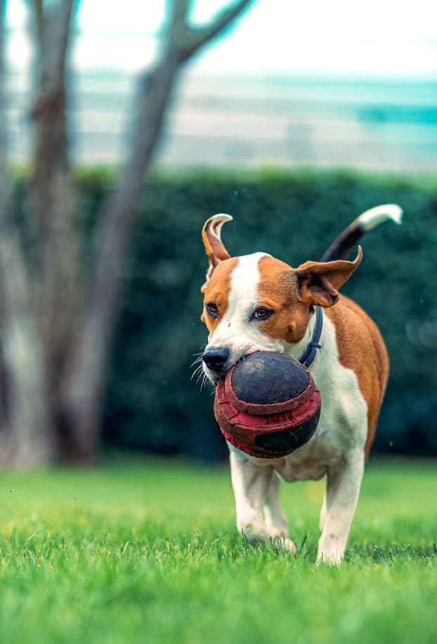 ¡A la cancha! Crea el álbum futbolero de tu mascota con Bye Bye Friend 27 image 3 1