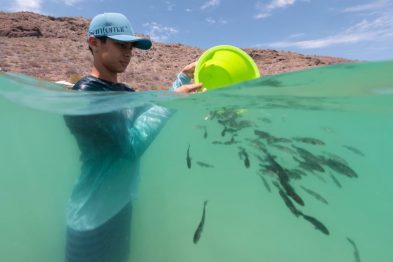 Santomar® marca un hito: 11 años devolviendo la vida al Mar de Cortés 35 santomar thunder nomada