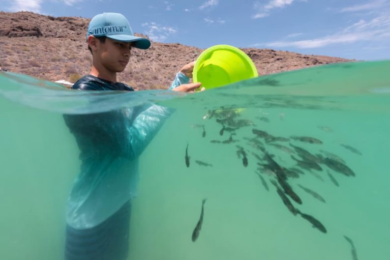 Santomar® marca un hito: 11 años devolviendo la vida al Mar de Cortés 37 santomar thunder nomada