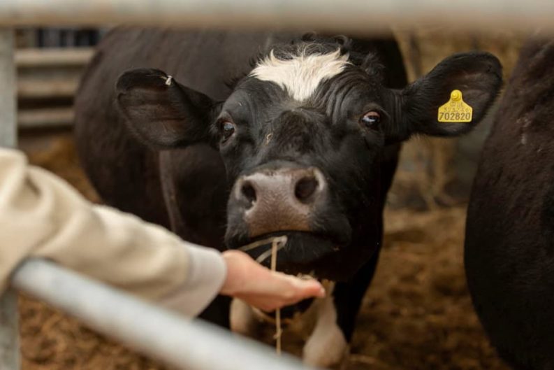 ¿Por qué 3 de cada 4 enfermedades nuevas vienen de los animales? Lo que debes saber este Día Mundial de la Zoonosis 34 thunder nomada