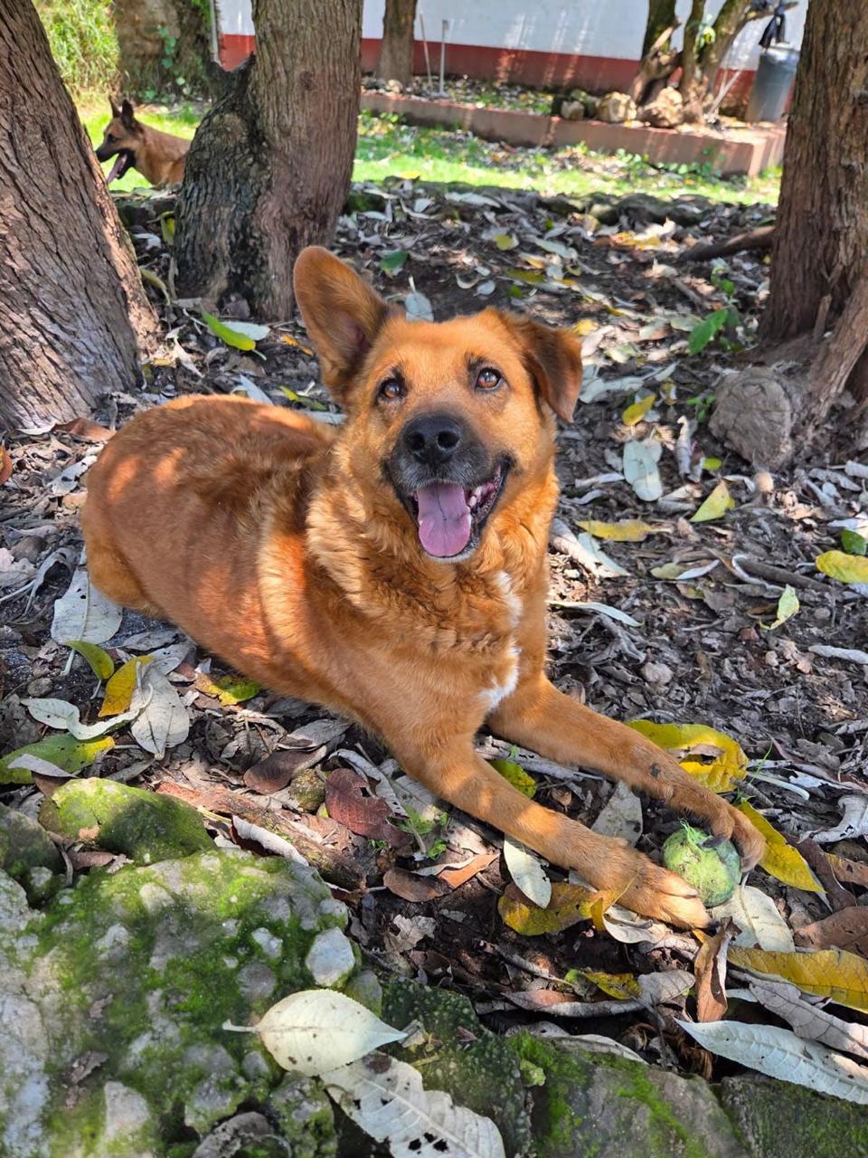 Mars Petcare lanza la tercera edición de “Academia Albergues” para profesionalizar el cuidado animal en México 25 4304b901 f248 474f 9268 2a4b55a4c626