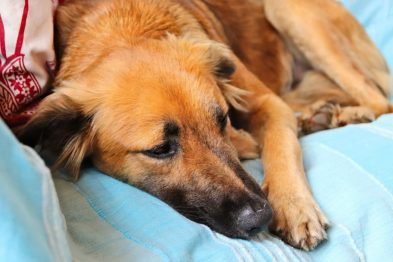 MSD Salud Animal presenta la primera indicación terapéutica en México contra el gusano barrenador en perros 38 mds salud animal barrenador thunder nomada