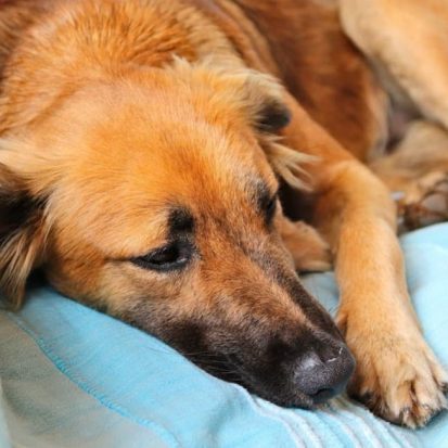 mds salud animal barrenador thunder nomada