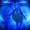 AMG IMG Coronary arteries auricles ventricles in human heart 1