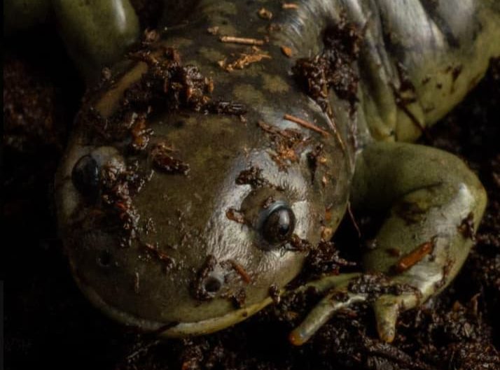 UNAM reúne a científicos internacionales para descifrar los misterios de la regeneración en el Salamander Meeting 2026 31 image 12 10