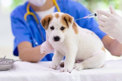 MSD Salud Animal celebra 30 años del Programa Afya con más de 7 millones de dosis de vacunas donadas contra la rabia 33 image 13 3