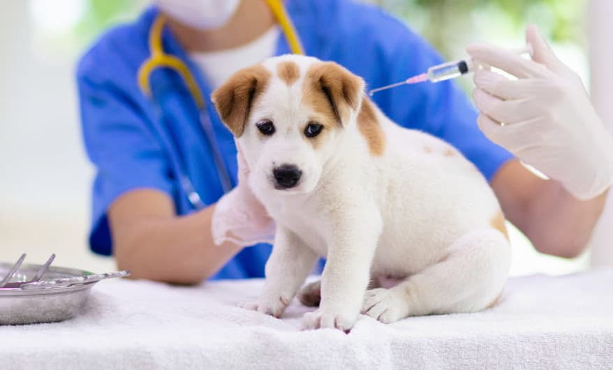 MSD Salud Animal celebra 30 años del Programa Afya con más de 7 millones de dosis de vacunas donadas contra la rabia 25 image 13 3