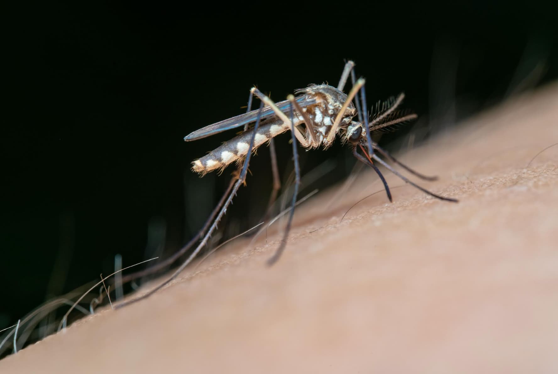 Takeda advierte que la baja de casos en 2026 no elimina el riesgo y urge a prepararse ante el próximo brote de dengue en América Latina 25 image 23