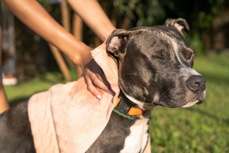 MSD Salud Animal en México advierte: estas son las 6 señales en la piel de tu perro que no debes ignorar 37 image 3 6