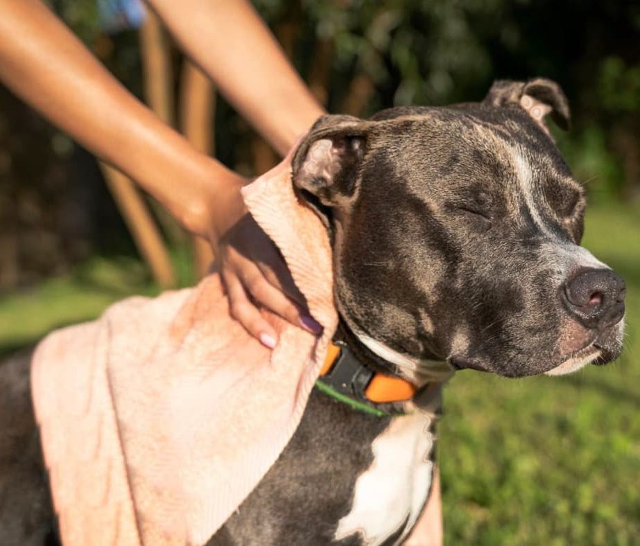 MSD Salud Animal en México advierte: estas son las 6 señales en la piel de tu perro que no debes ignorar 25 image 3 6