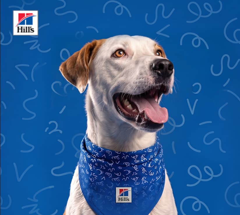 Segundas oportunidades que transforman vidas: Hill’s Pet Nutrition lanza "Pawternity" para impulsar la adopción consciente en México 25 1 4
