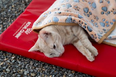 Fuerza comunitaria y bienestar animal: Royal Canin y rescatistas unen esfuerzos para esterilizar a más de 110 gatos ferales en el corazón de la CDMX 33 Imagen 1