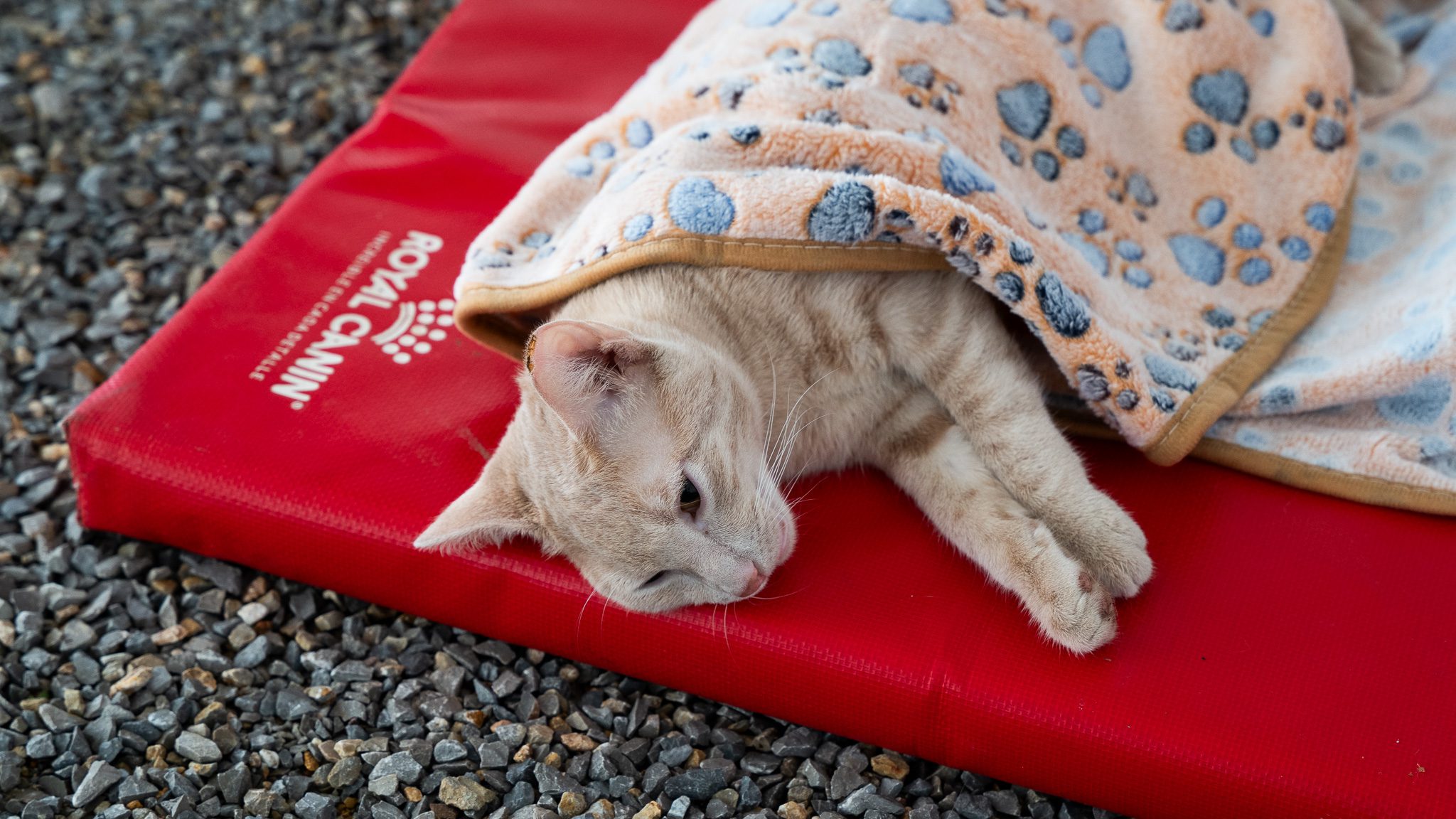 Fuerza comunitaria y bienestar animal: Royal Canin y rescatistas unen esfuerzos para esterilizar a más de 110 gatos ferales en el corazón de la CDMX 25 Imagen 1