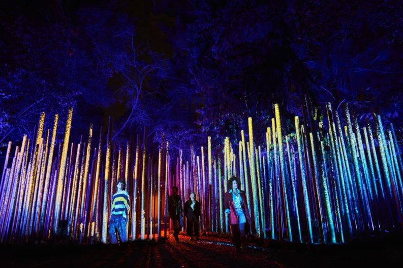 Magia nocturna bajo los árboles: “Light Cycles” regresa a la Ciudad de México para transformar el Bosque de Chapultepec en un lienzo de luz y sonido 34 image 1 31
