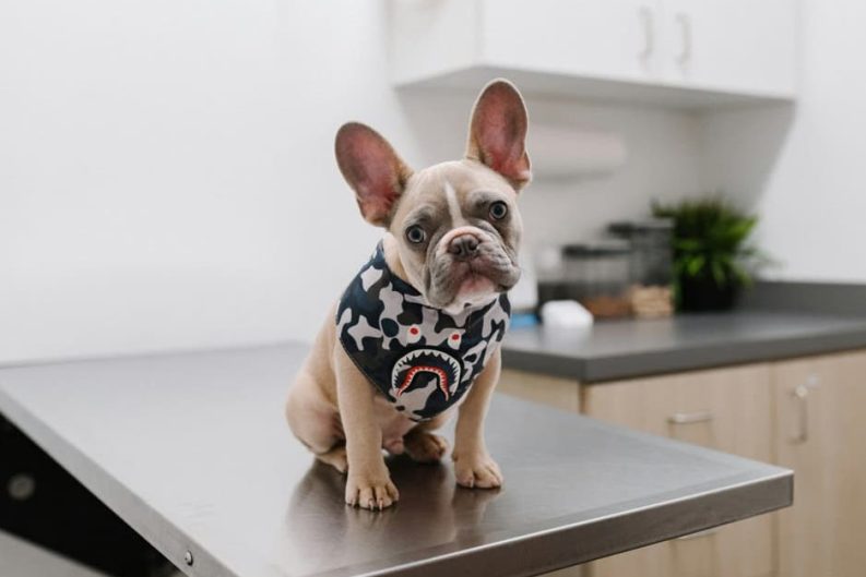 Cuidado preventivo para tus mascotas antes de las fiestas: El 19% solo las lleva al veterinario cuando se enferma 31 image 33