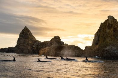 El camino donde el mar y los bosques se abrazan: Descubre la magia costera de Columbia Británica en un viaje inolvidable de Victoria a Port Hardy 39 image 4 22