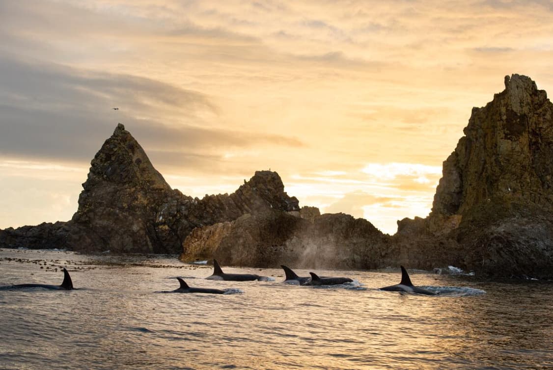 El camino donde el mar y los bosques se abrazan: Descubre la magia costera de Columbia Británica en un viaje inolvidable de Victoria a Port Hardy 25 image 4 22